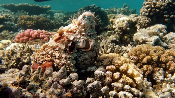 Ośmiornica Big Blue Octopus Morzu Czerwonym Rafy Ośmiornica Cyjanowodna Znana — Zdjęcie stockowe