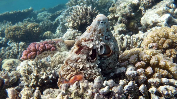 Octopus. Big Blue Octopus on the Red Sea Reefs.The cyanea octopus, also known as the Big Blue Octopus or Day Octopus.