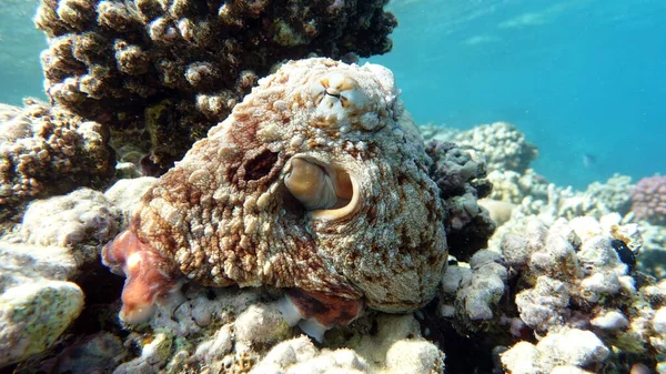 Ośmiornica Big Blue Octopus Morzu Czerwonym Rafy Ośmiornica Cyjanowodna Znana — Zdjęcie stockowe