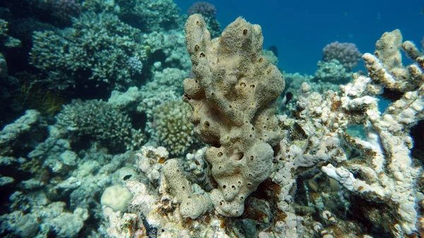 Kızıl Denizdeki Mercan Resifi Eilat Srail — Stok fotoğraf