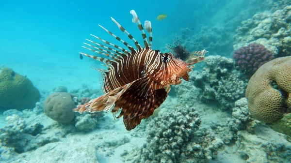 Lion Fish Red Sea Clear Blue Water Hunting Food — Stock Photo, Image