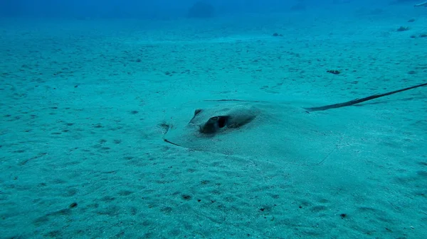 Stingray Stingray Ringed Stingray Himantura Uarnak Found Depths Maximum Recorded — Stockfoto