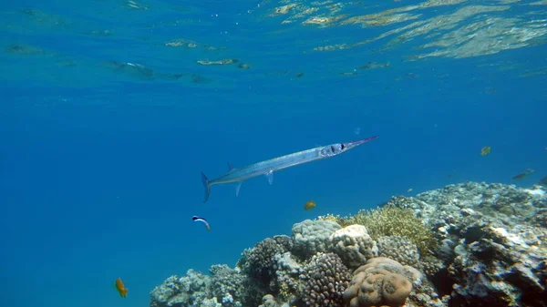 Bellissimo Pesce Sulla Barriera Corallina Del Mar Rosso — Foto Stock
