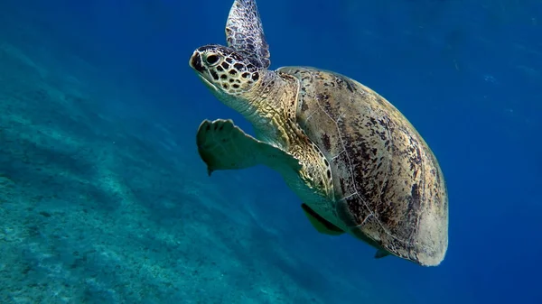 红海珊瑚礁上的大绿龟 — 图库照片