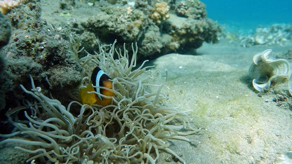 Bohóchal Amphiprion Amphiprioninae Vörös Tengeri Bohóchal — Stock Fotó