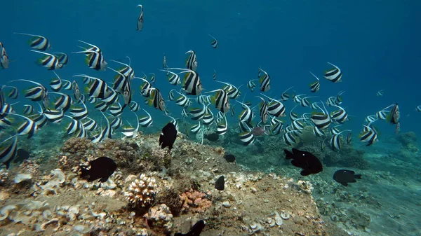Butterfly fish. Schooling kabouba - Scholing bannerfish - Heniochus diphreutes (family Chaetodontidae) - grows up to 18 cm.