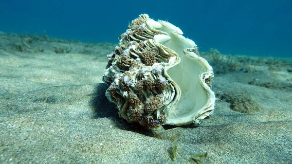 Красивые Коралловые Рифы Красного Моря — стоковое фото
