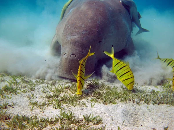 ドゥグンゴ マルサ アラムのシーカウズ マルサ ムバラク湾 — ストック写真