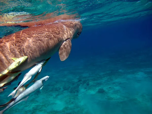 Ντουγκόνγκο Θαλάσσια Αγελάδα Marsa Alam Κόλπος Μάρσα Μουμπάρακ — Φωτογραφία Αρχείου