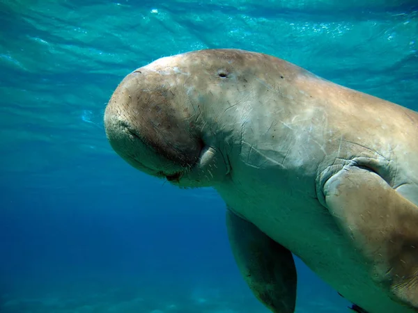 Baby dugong Stock Photos, Royalty Free Baby dugong Images | Depositphotos Baby dugong Stock Photos, Royalty Free Baby dugong Images | Depositphotos