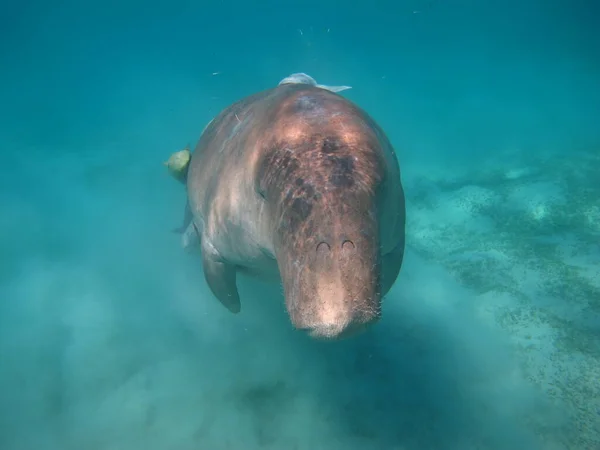 Baby dugong Stock Photos, Royalty Free Baby dugong Images | Depositphotos Baby dugong Stock Photos, Royalty Free Baby dugong Images | Depositphotos