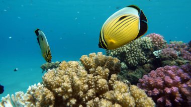Kızıl Deniz resifinde güzel balıklar.