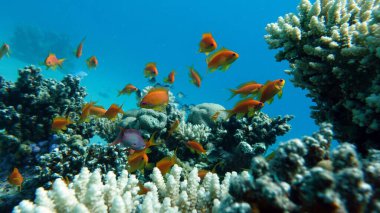 Deniz Goldie. Kızıl Deniz 'deki en yaygın antikalar. Dalgıçlar onu mercan kayalıklarının yamaçlarında büyük sürüler halinde görüyorlar..