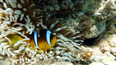 Palyaço balığı amfipriprionu (Amphiprioninae). Kızıl deniz palyaço balığı.