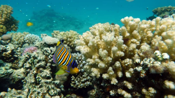 Royal angelfish. Fishes - a type of bone fish Osteichthyes. Angelfish Pomacanthidae. Royal angel fish.