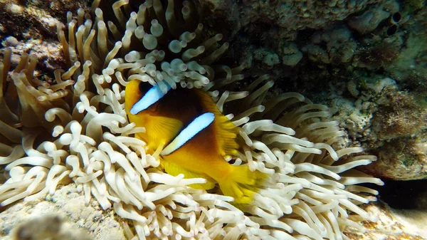 Clown Fish Amphiprion Amphiprioninae Red Sea Clown Fish — Stock Photo, Image