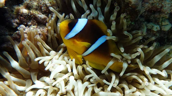 Palyaço balığı amfipriprionu (Amphiprioninae). Kızıl deniz palyaço balığı.