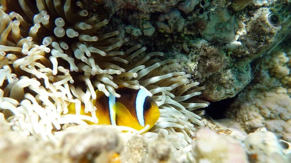 Clown Fish Amphiprion Amphiprioninae Peces Payaso Mar Rojo — Foto de Stock