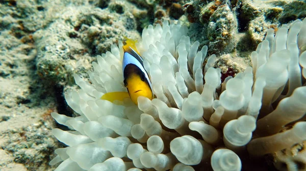 Κλόουν Amphiprioninae Ψάρια Κλόουν Της Ερυθράς Θάλασσας — Φωτογραφία Αρχείου