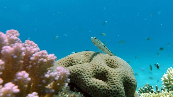 紅海のサンゴ礁で美しい魚 — ストック写真