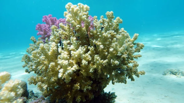 Όμορφοι Κοραλλιογενείς Ύφαλοι Της Ερυθράς Θάλασσας — Φωτογραφία Αρχείου
