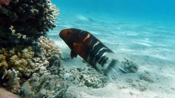 Beautiful Fish Red Sea Reef — Stock Photo, Image