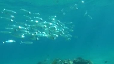 Balıklar kemikli balık türü Osteichthyes. Uskumru (Scombridae). Güney Asya uskumrusu.