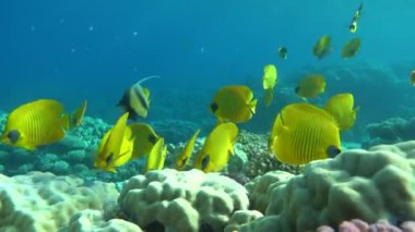 Maskeli kelebek balığı. Balık - bir tür kemik balığı Osteichthyes. Kelebek balığı Chaetodontidae. Maskeli kelebek balığı.