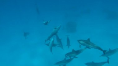 Yunuslar. Dönen yunus. Stenella longirostris, dünyanın dört bir yanındaki tropikal kıyı sularında yaşayan küçük bir yunus türü.. 