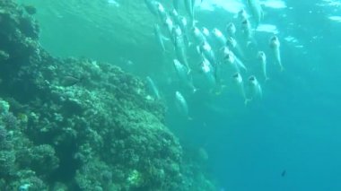 Balıklar kemikli balık türü Osteichthyes. Uskumru (Scombridae). Güney Asya uskumrusu.