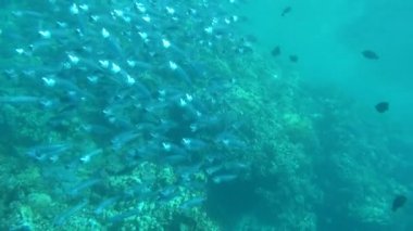 Balıklar kemikli balık türü Osteichthyes. Uskumru (Scombridae). Güney Asya uskumrusu.