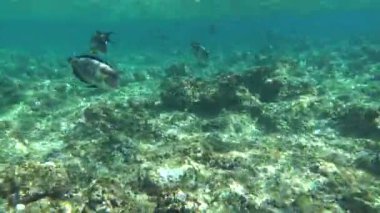 Colorful tropical fish on a coral reef, amazingly beautiful fairy world. In the coral gardens of the Red Sea.