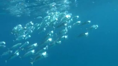 Balıklar kemikli balık türü Osteichthyes. Uskumru (Scombridae). Güney Asya uskumrusu. Makrele wird bis zu 35 cm gro und ernhrt sich von Plankton und Makrele (Scombridae). Sdasiatische Makrele - Indische Makrele .