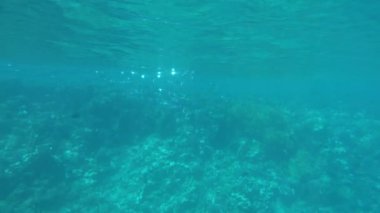 Balıklar kemikli balık türü Osteichthyes. Uskumru (Scombridae). Güney Asya uskumrusu. Makrele wird bis zu 35 cm gro und ernhrt sich von Plankton und Makrele (Scombridae). Sdasiatische Makrele - Indische Makrele .