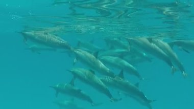 Yunuslar. Dönen yunus. Stenella longirostris, dünyanın dört bir yanındaki tropikal kıyı sularında yaşayan küçük bir yunus türü.. 