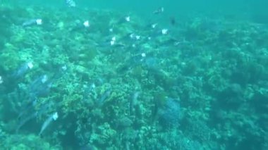 Balıklar kemikli balık türü Osteichthyes. Uskumru (Scombridae). Güney Asya uskumrusu. Makrele wird bis zu 35 cm gro und ernhrt sich von Plankton und Makrele (Scombridae). Sdasiatische Makrele - Indische Makrele .