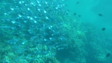 Balıklar kemikli balık türü Osteichthyes. Uskumru (Scombridae). Güney Asya uskumrusu. Makrele wird bis zu 35 cm gro und ernhrt sich von Plankton und Makrele (Scombridae). Sdasiatische Makrele - Indische Makrele .