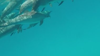 Yunuslar. Dönen yunus. Stenella longirostris, dünyanın dört bir yanındaki tropikal kıyı sularında yaşayan küçük bir yunus türü.. 