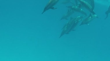 Yunuslar. Dönen yunus. Stenella longirostris, dünyanın dört bir yanındaki tropikal kıyı sularında yaşayan küçük bir yunus türü.. 