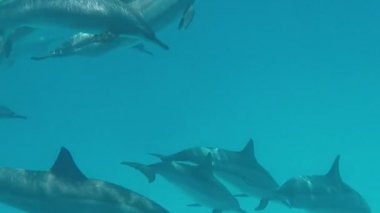 Yunuslar. Dönen yunus. Stenella longirostris, dünyanın dört bir yanındaki tropikal kıyı sularında yaşayan küçük bir yunus türü.. 