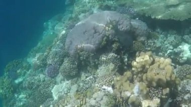 Colorful tropical fish on a coral reef, amazingly beautiful fairy world. In the coral gardens of the Red Sea.