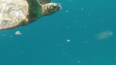 Şahin gagalı deniz kaplumbağası (CR türleri) Şahin gagalı Kaplumbağa - Eretmochelys imbricata.