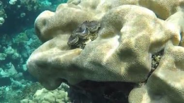 Yunuslar. Dönen yunus. Stenella longirostris, dünyanın dört bir yanındaki tropikal kıyı sularında yaşayan küçük bir yunus türü.. 