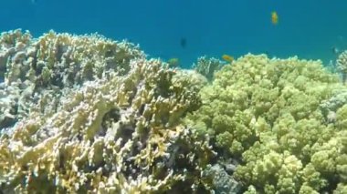 Colorful tropical fish on a coral reef, amazingly beautiful fairy world. In the coral gardens of the Red Sea.