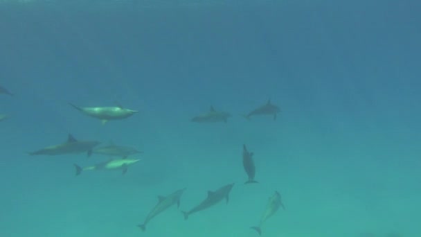 Delfines Delfín Hilandero Stenella Longirostris Pequeño Delfín Que Vive Aguas — Vídeo de stock