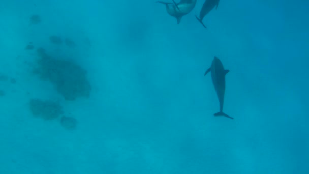 Delfines Delfín Hilandero Stenella Longirostris Pequeño Delfín Que Vive Aguas — Vídeos de Stock