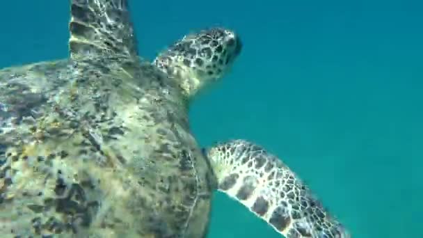 Большая Зеленая Черепаха Рифах Красного Моря Обычный Взрослый Человек Фута — стоковое видео