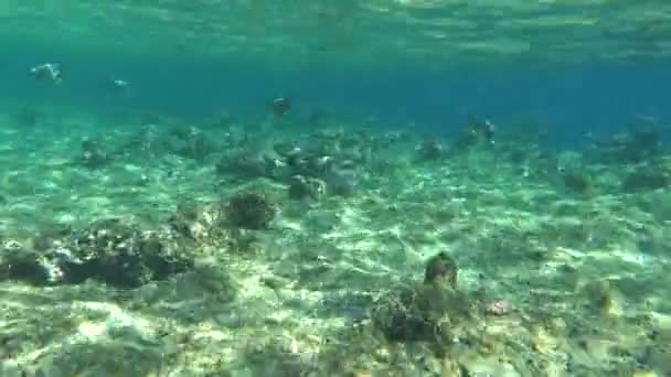 Красочные Тропические Рыбы Коралловом Рифе Удивительно Красивый Сказочный Мир Коралловых — стоковое видео