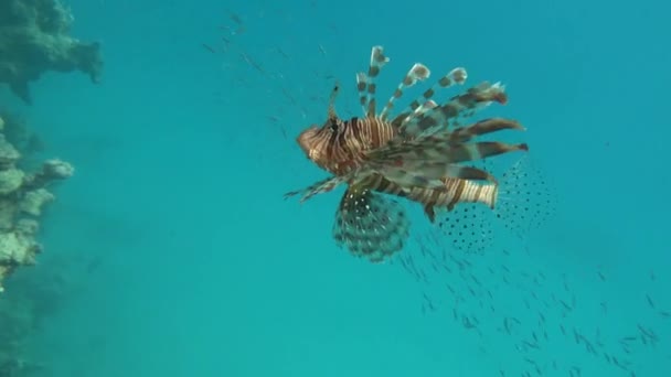 Lev Ryby Rudém Moři Průzračné Modré Vodě Lov Potravy — Stock video