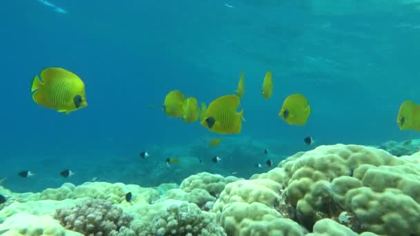 Masked Butterflyfish Fish Type Bone Fish Osteichthyes Butterfly Fish Chaetodontidae — Vídeo de stock